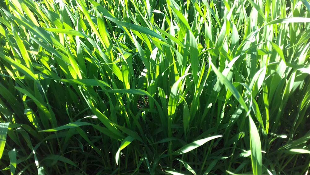 Hongo vs. hongo: con biocontrol el trigo tolera mejor un ataque de fusarium